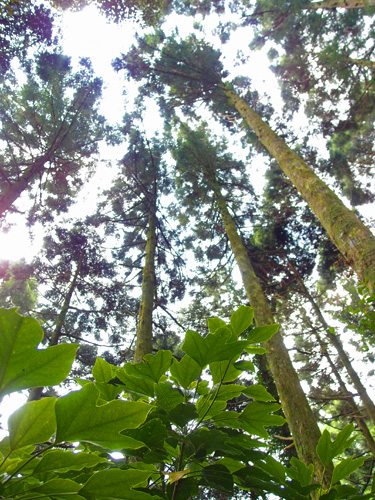 森の天井