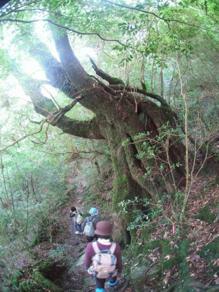 2007年11月9日屋久島の説明1