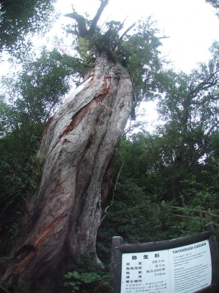 2007年11月9日屋久島の説明3