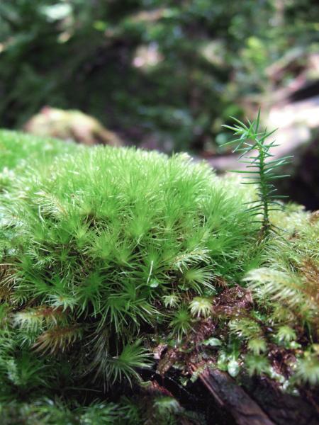 2008年9月4日屋久島の説明3