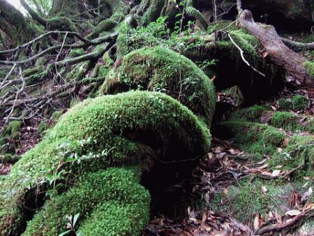 2008年9月4日屋久島の説明2