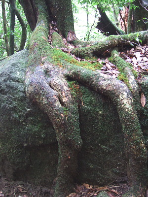 2008年9月4日屋久島の説明4