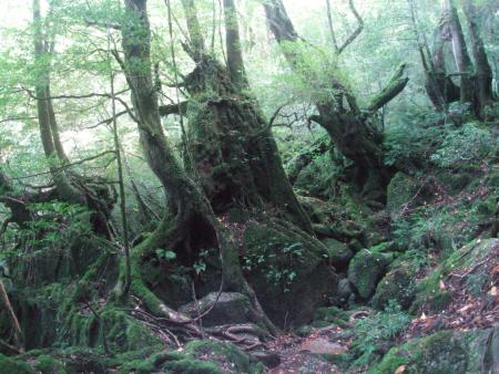 2007年11月9日屋久島の説明2