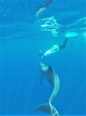 イルカと泳ぐ