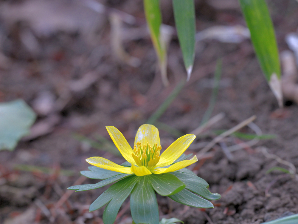 キバナセツブンソウ