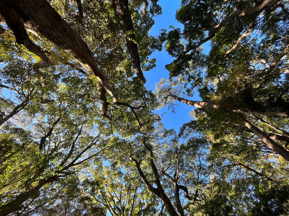 森の天井